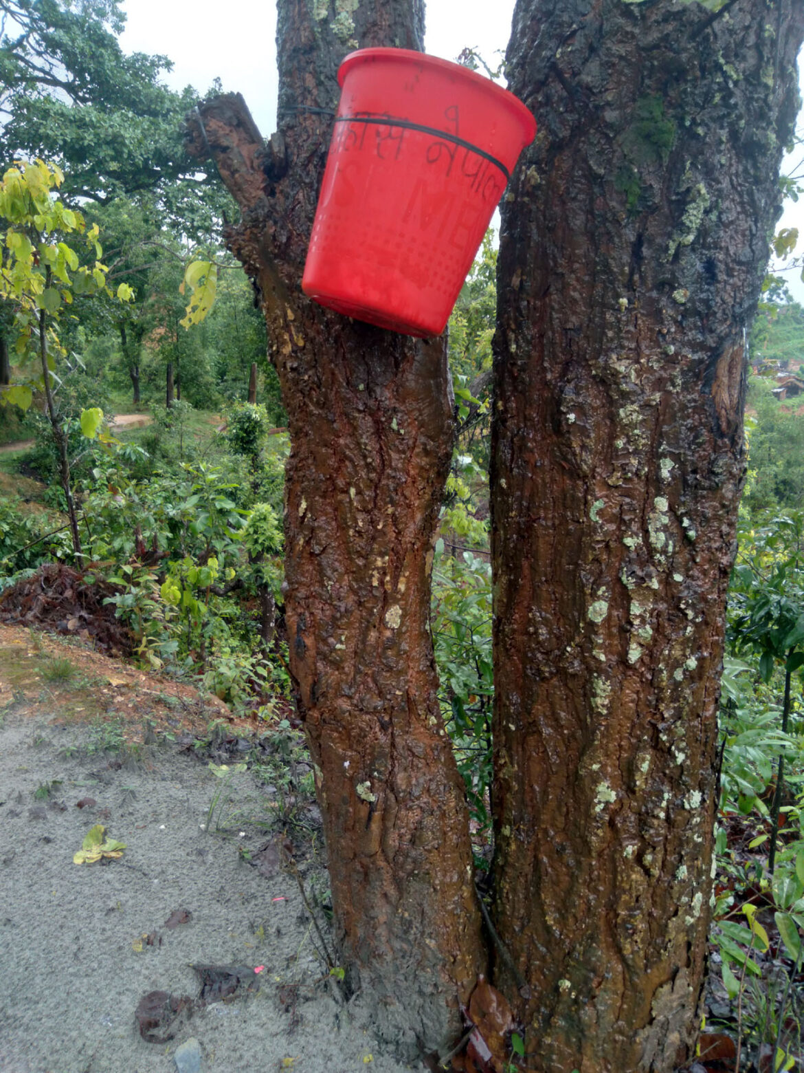 बालबालिकाको पहूँच बाहिरको डस्टविन
