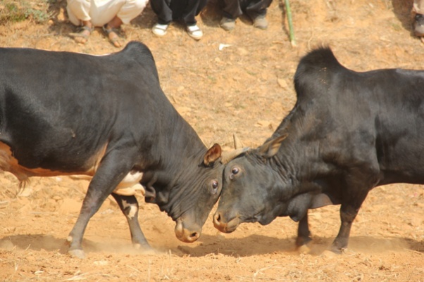 क्षेत्र नं. १ मा साँढेजुधाई