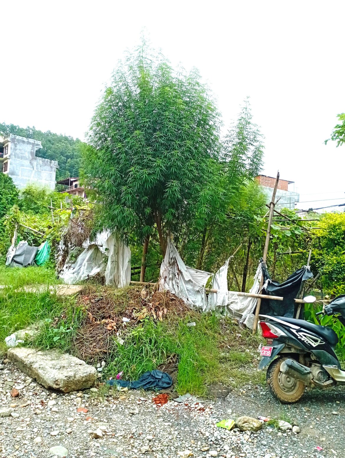 दमौलीको बजारमा फष्टाएको याे बाेटले दिएको सन्देश