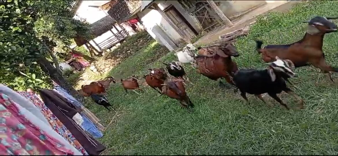 किसानको दैनिकी