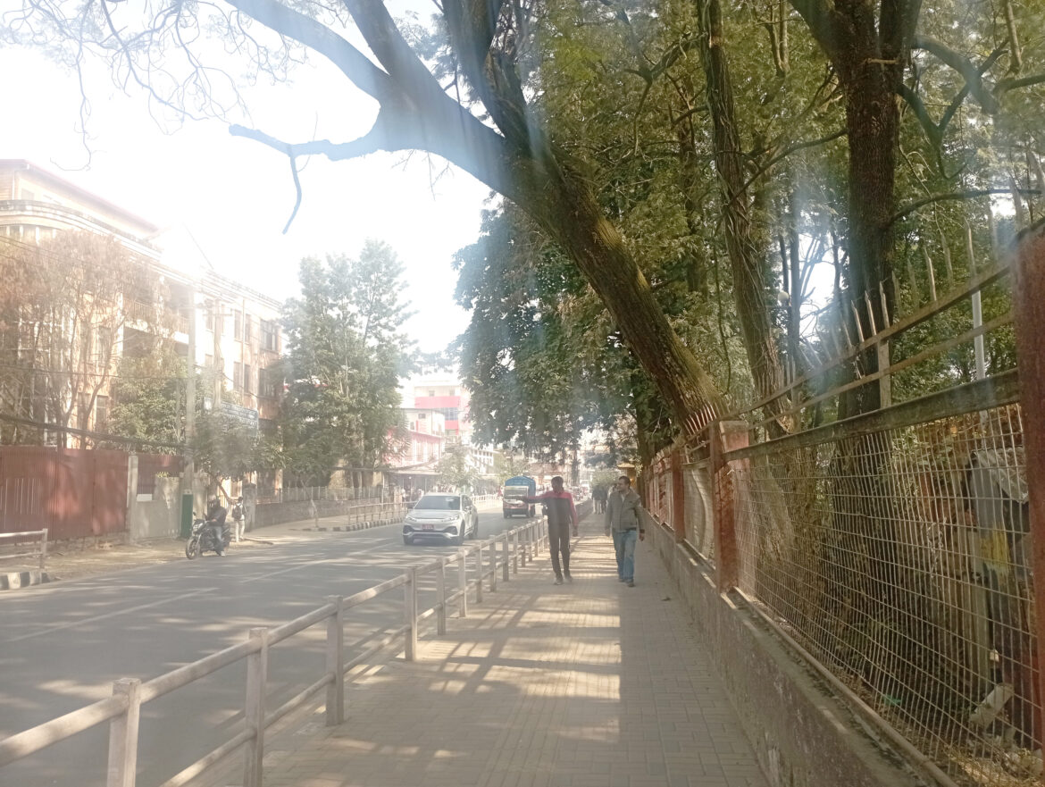 बढेको रुखले असुरक्षित महानगरभित्रका सडक