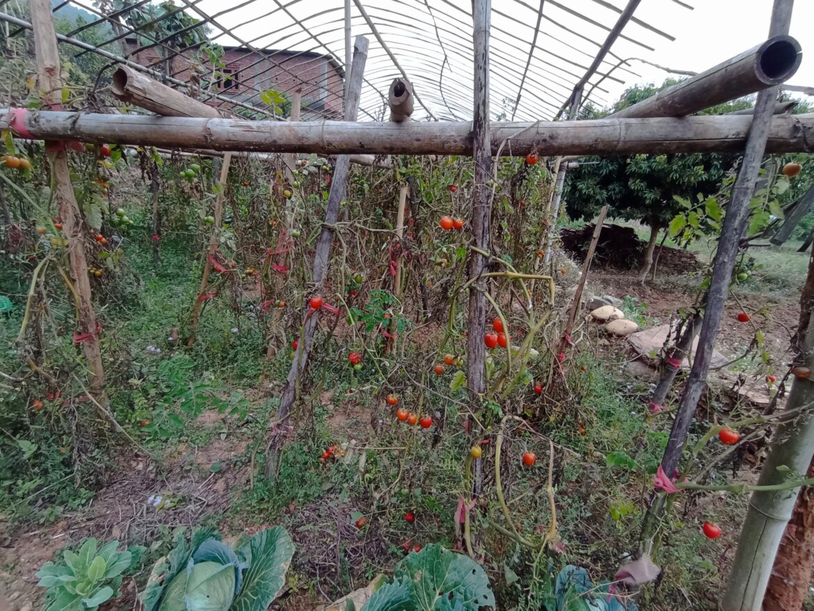 किसानको मेहनत कुहेर नष्ट