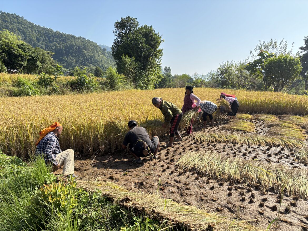 व्यस्त कृषक