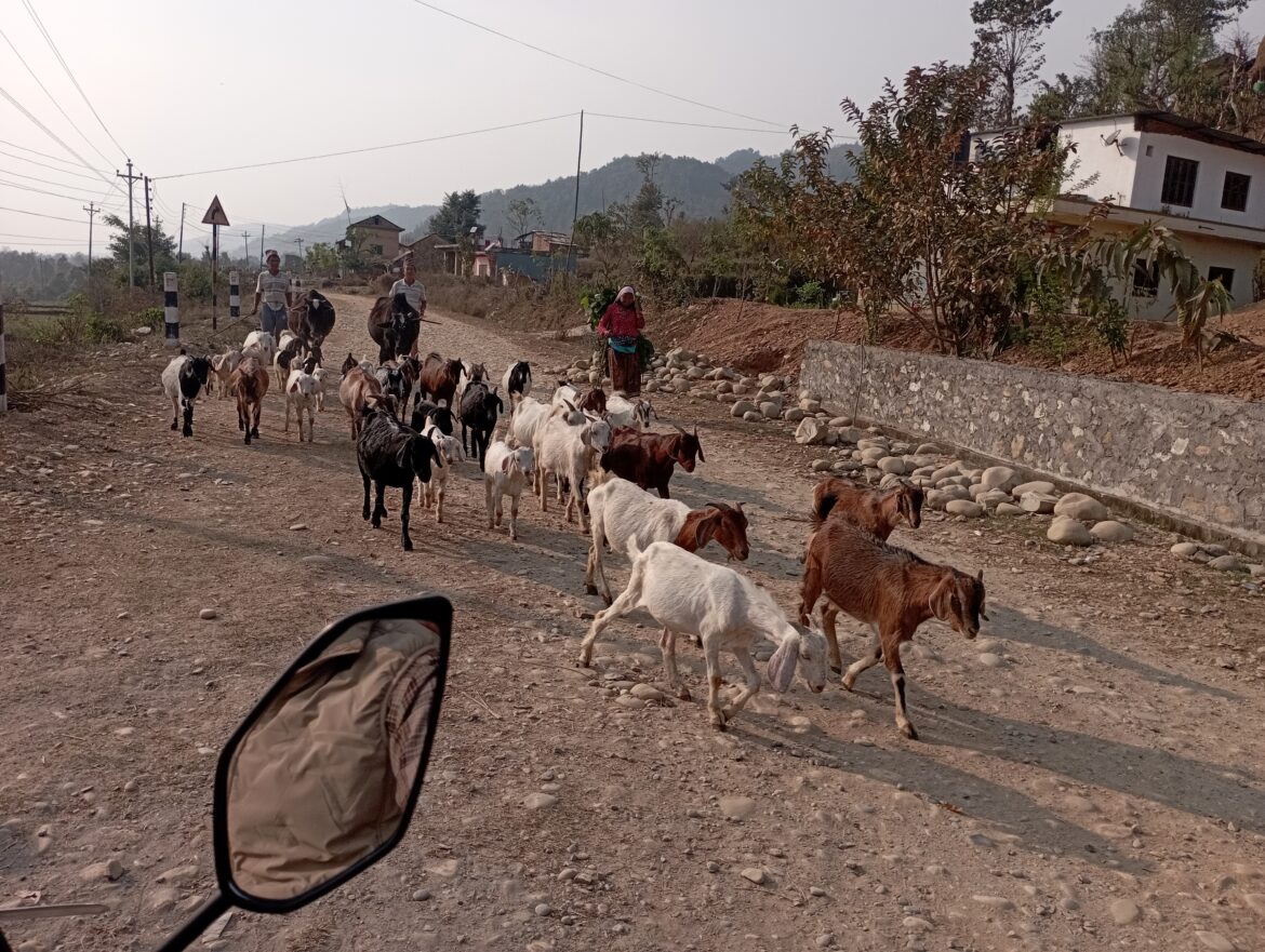 तस्विर
